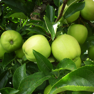 Golden Delicious Reinders